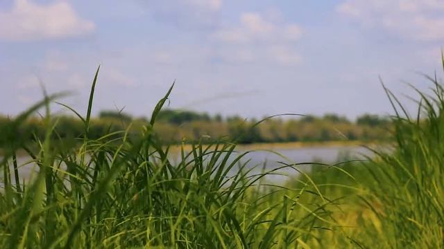 Трава летом у реки | Футажи красивая природа [FullHD] смотреть онлайн