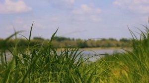 Трава летом у реки | Футажи красивая природа [FullHD]