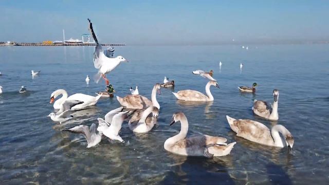Лебеди на Черном море в Анапе смотреть онлайн