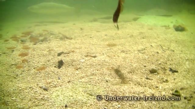 Huge turbot attack fishing lure. Рыбалка: большой палтус атакует мягкую приманку. смотреть онлайн