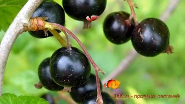 Смородина черная Грация (ribes nigrum) ? смородина Грация обзор: как сажать саженцы смородины Граци смотреть онлайн