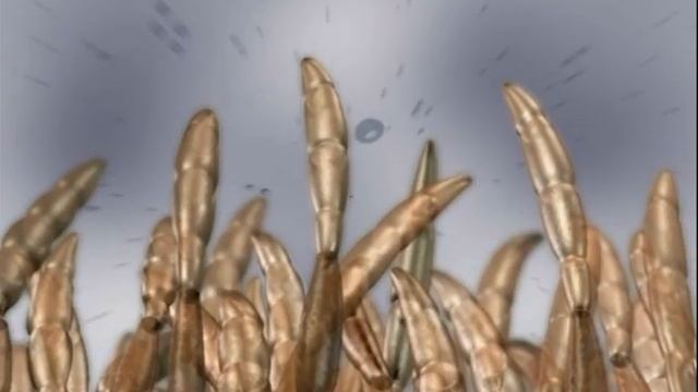 Биология грибов-паразитов. Фузариоз пшеницы (частичная белоколосица или пустоколосица). смотреть онлайн