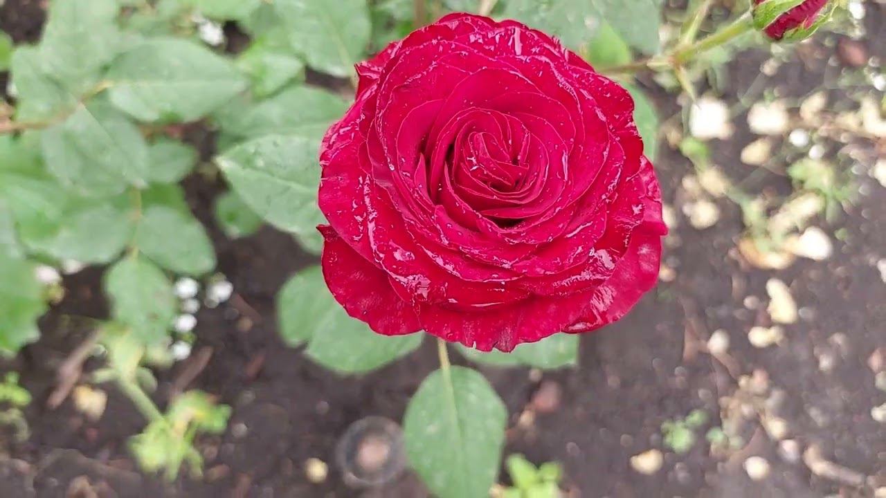 Новинки 2022 в моем саду смотреть онлайн