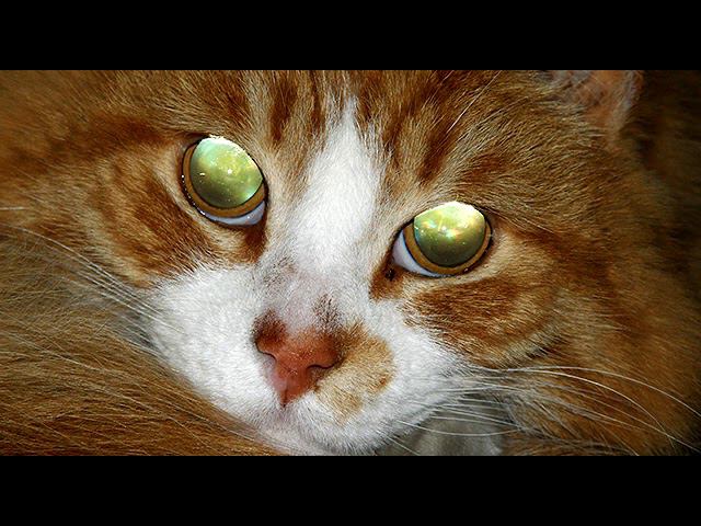 Почему у кошки светятся глаза? Наталья Носова смотреть онлайн