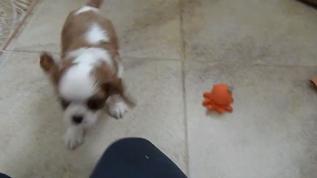 щенок кавалер кинг чарльз спаниель, кобель смотреть онлайн