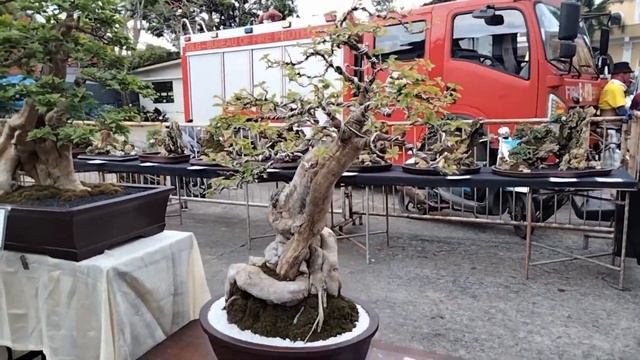 Western Batangas Bonsai Club's 1st Bonsai Show (Part #3) [w/ English Subtitles] смотреть онлайн