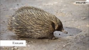 30 Особенности природы Австралии   7 класс