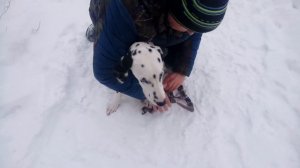 Приучаем к саням