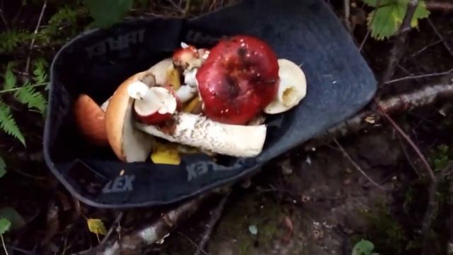 Грибы Калининград