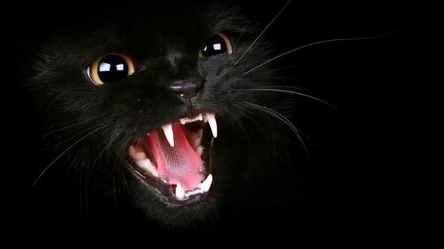 КОТ ПО КЛИЧКЕ МАРТ. смотреть онлайн