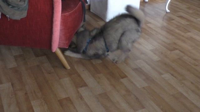 Eurasier Puppy Django - sleepy and playing смотреть онлайн
