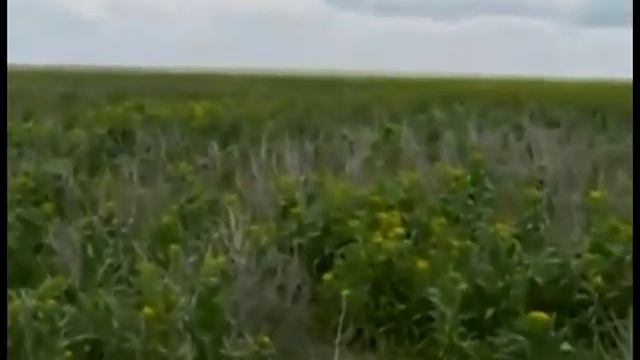 Чимкент Казахстан Репрессии смотреть онлайн