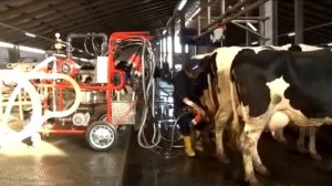 Мобильный доильный зал на 4,6 и 8 голов!