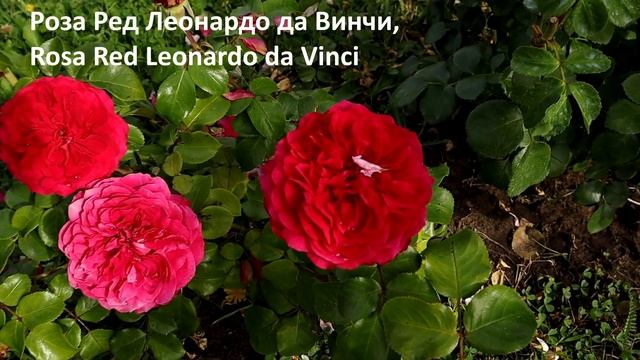 СУПЕР РОЗЫ - ИДЕАЛЬНЫЕ ФЛОРИБУНДА – БЕСТСЕЛЛЕРЫ ДЛЯ ВАШЕГО САДА! смотреть онлайн