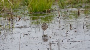 Поручейник. Кулик. Птица