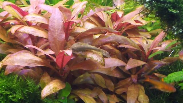 Отоцинклюс негрос за работой