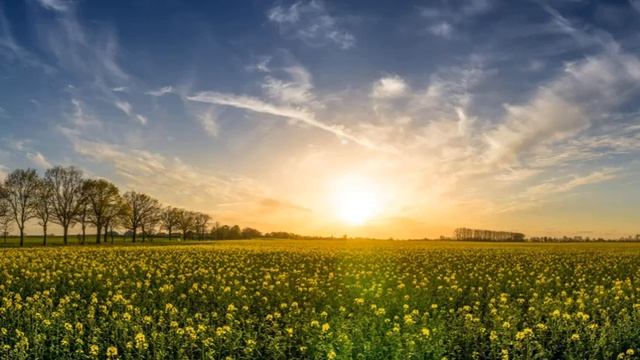 The Green Orbs - After School Jamboree смотреть онлайн