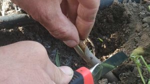 Окулировка персика весной.