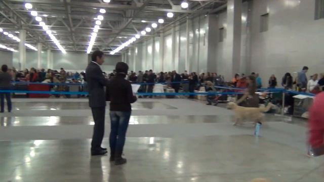 Россия 20.10.2013г. Золотистый ретривер. Класс рабочий. смотреть онлайн