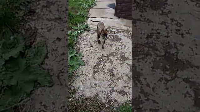 Стафф. Забег. смотреть онлайн