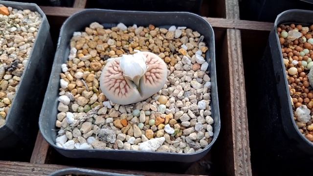 매일매일 피어나는 리톱스 꽃#Lithops#힐링#가을꽃