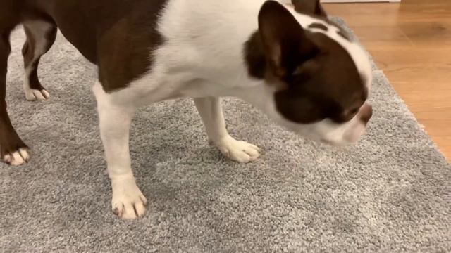 Собака съела муху | смешная собака | Бостон Терьер | Boston Terrier With Fly