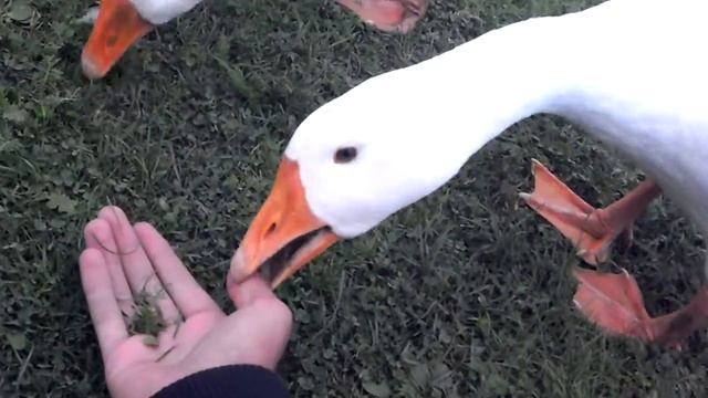 Чем питаются гуси смотреть онлайн