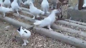 Широкохвостые бакинские голуби. #Голуби#бакинские#