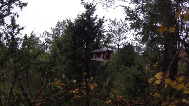 Bird Watching Autumn... Наблюдение за птичками осенью... смотреть онлайн