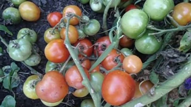 УЛЬТРАСКОРОСПЕЛЫЙ - СОРТ ТОМАТА ДЛЯ ПОЛУЧЕНИЯ РАННЕГО УРОЖАЯ Ольга Чернова смотреть онлайн