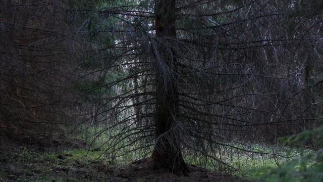 Вылазка в лес. Заброшенная усадьба 19 века. Бобры-монстры. Вальдшнепы. смотреть онлайн