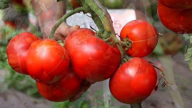 ТОМАТ БОЛЬШАЯ МАМОЧКА сладкие мясистые плоды. Ранний детерминантный томат. Гавриш. смотреть онлайн