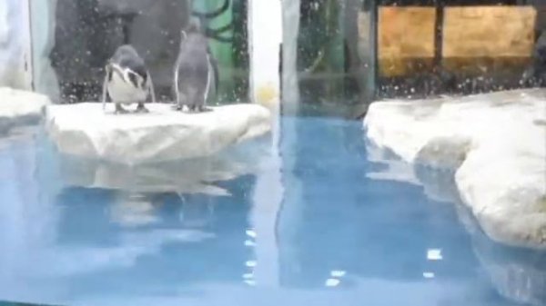 Микропутешествие в самарский океанариум!