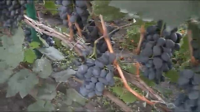 Виноград сорт Гала нагрузка куста в 2019г смотреть онлайн