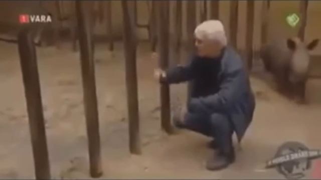 This is Хорошо - Носорог любит человека! (- n -) смотреть онлайн