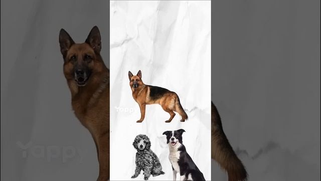 3 самые умные и 3 самые глупые породы собак смотреть онлайн