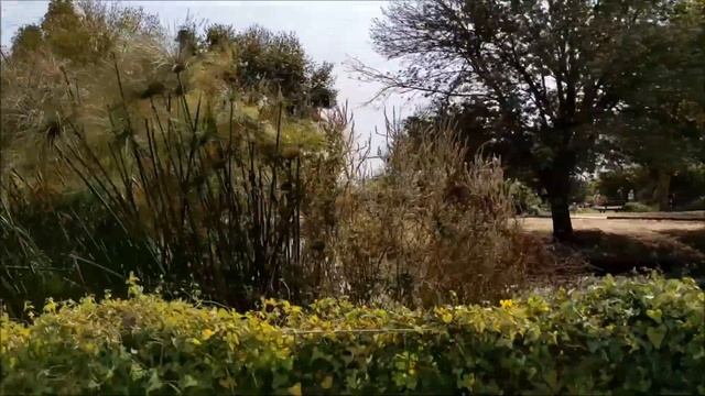 Заповедник перелетных птиц. Долина Хула.Израиль/Hula Nature Reserve смотреть онлайн