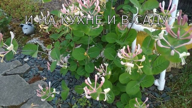 Жимолость каприфоль. Многолетняя ароматная лиана. Аромат на весь сад. смотреть онлайн