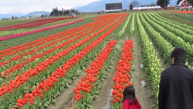 Tulip Town: Skagit Valley, Washington, Tulip Festival (2011) смотреть онлайн