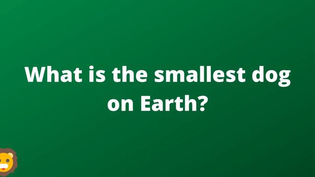 Animal Quiz With Answers | Animal Trivia With Answers