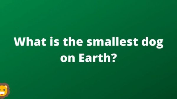 Animal Quiz With Answers | Animal Trivia With Answers