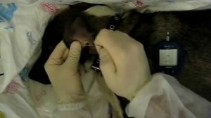 Экспресс метод измерения глюкозы животным.