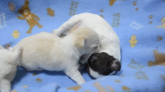 чихуахуа д.р 26.04.16 Favoretti kennel г Воронеж смотреть онлайн