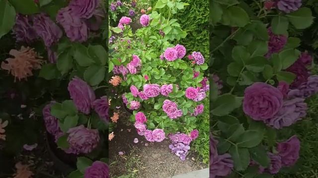 Обзор сада. Розы флорибунда Сплендид и Дрим Раффлс, Минерва. смотреть онлайн