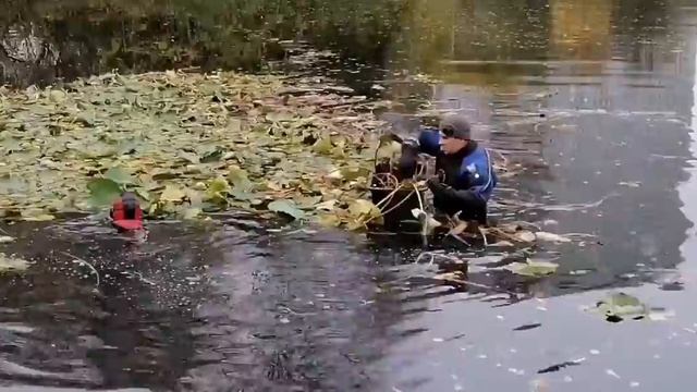 Кувшинки из Капустинского пруда отправились на зимовку смотреть онлайн