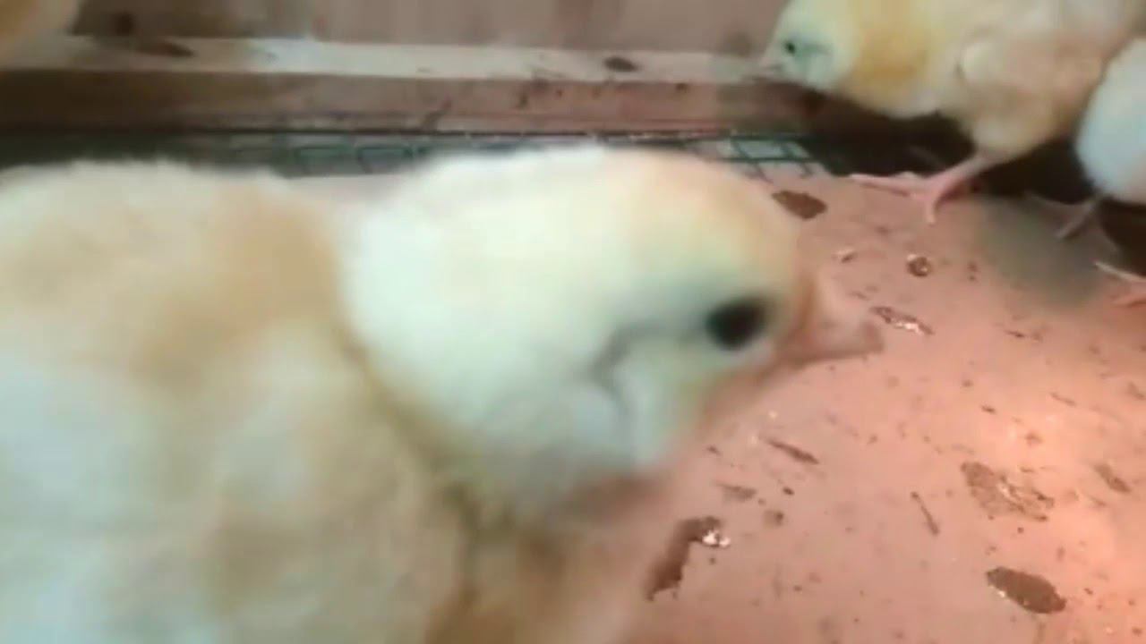 Кому нужен цветной бройлер, обращайтесь Осталось совсем чуть чуть смотреть онлайн