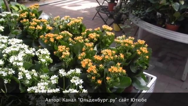 ПРАВИЛЬНАЯ ОБРЕЗКА КАЛАНХОЭ ДЛЯ ПЫШНОГО ЦВЕТЕНИЯ #суккулент #Kalanchoe #succulentus #oldenburgru смотреть онлайн
