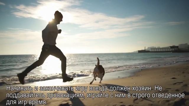 Воспитание собаки за 3 дня смотреть онлайн