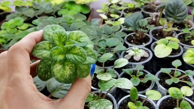 Фиалки почтой. Подготовка к сезону отправок. смотреть онлайн