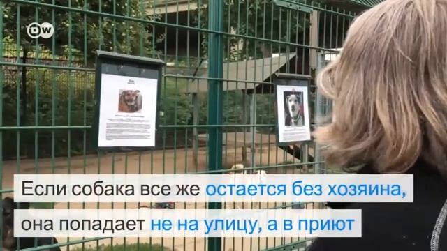 Почему в Германии нет бездомных собак смотреть онлайн